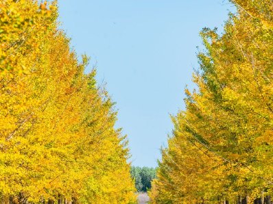 北京南彩银杏公园树叶金黄