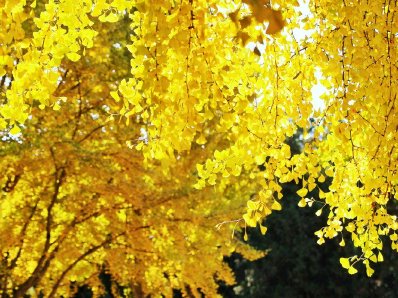 北京地坛公园银杏进入最佳观赏期