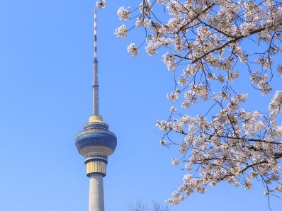 北京玉渊潭公园樱花盛开游人如织