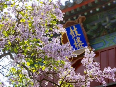 六百年古梨花盛放 北京智化寺再成春日顶流