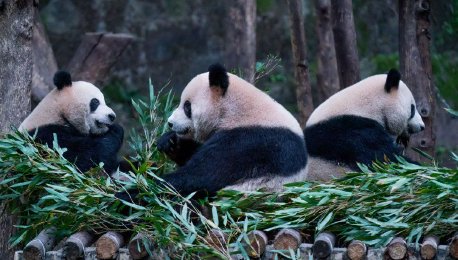 重庆：大熊猫寒风中“营业”萌态十足