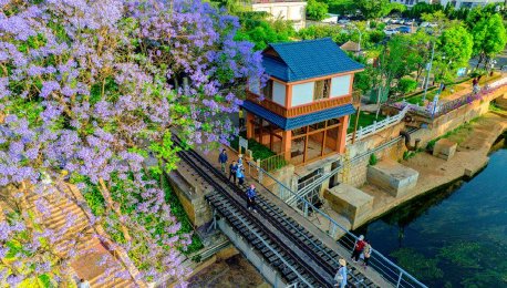 蓝花楹绽放昆明 紫色浪漫如梦似幻