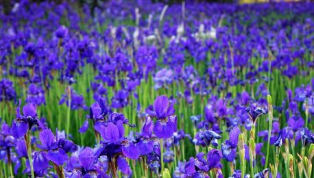 青岛：蓝紫色调花系“颜值”在线