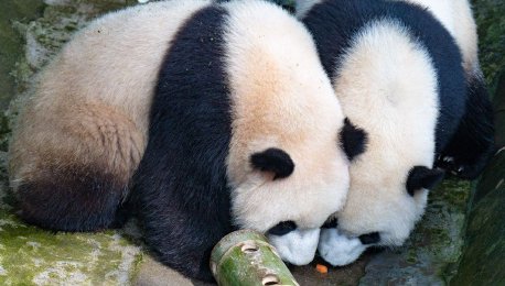  Chongqing: giant panda "Yuke" and "Yuai" forget themselves and eat cutely