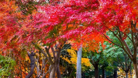 青岛：唐岛湾湿地冬韵漫染 彩林交织
