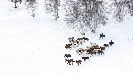 骏马踏雪飞驰乌兰布统草原
