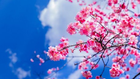 昆明：樱花提前进入盛花期