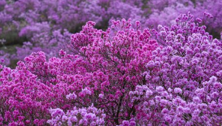 南通：春雨润桃花娇艳欲滴