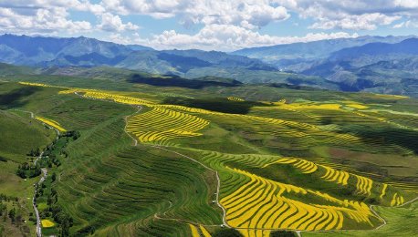 青海湟源：马场湾梯田油菜花盛开 层层金浪依山蔓延