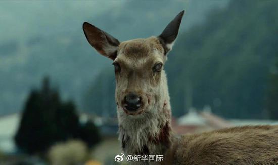 僵尸鹿病在美国传播可能威胁人类安全