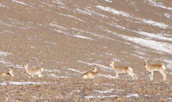 ↑2019年1月12日在位于三江源地区的青海省果洛藏族自治州玛沁县境内拍摄的藏原羚。
