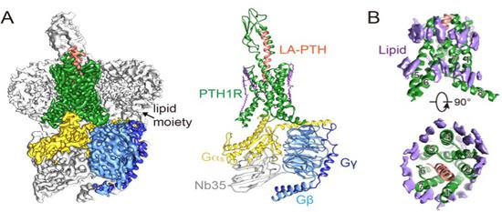 长效配体（LA-PTH结合的1型人源甲状旁腺激素受体（PTH1R）与Gs蛋白复合物的冷冻电镜结构；1型人源甲状旁腺激素受体活化的可能模型。中国科学院上海药物研究所 供图