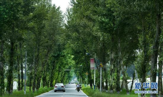 ▲陕西榆林市靖边县东坑镇东胜村道路两侧的大树（7月31日摄）。