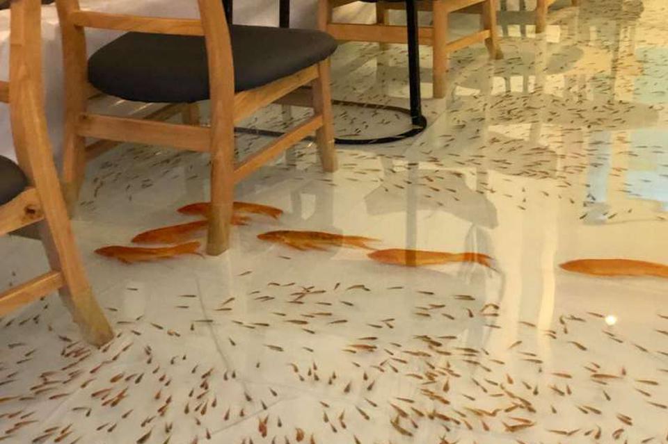 视频-越南一咖啡店为吸引顾客在地板上养鱼 网友:太残忍了