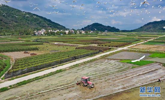 海南省陵水黎族自治县光坡镇的农民在田间劳作（4月5日摄，无人机照片）。新华社记者 郭程 摄