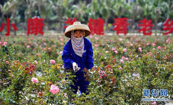 在海南三亚博后村，村民李玉梅在玫瑰谷园区内修剪玫瑰（2018年3月6日摄）。新华社记者 郭程 摄