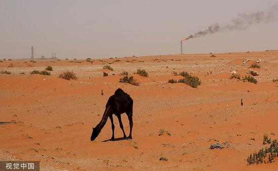 资料图：一只骆驼在沙特阿美的石油设施附近找草吃 图自视觉中国
