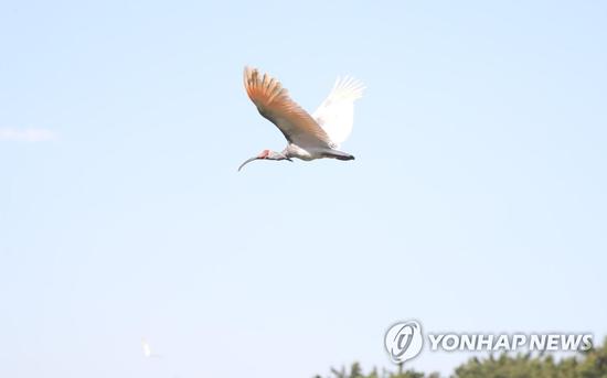  图为韩国22日放归的朱鹮（韩联社）