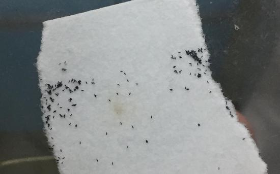 粘附在纸条上的蚊子卵。 新京报记者 韩沁珂 摄