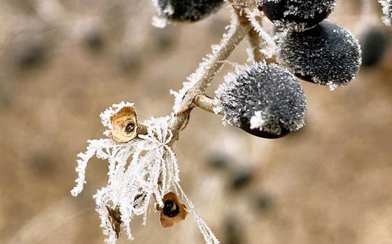 枝条上残留的冰晶。新京报记者 王巍 摄