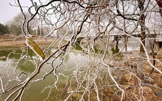 枝条上的雪花。新京报记者 王巍 摄