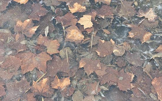 湖水开始结冰，树叶被封冻在湖水中。新京报记者 王巍 摄