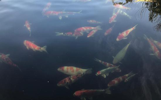 李长彦的鱼池，其中的锦鲤多是60公分、品相较好的壮鱼。摄