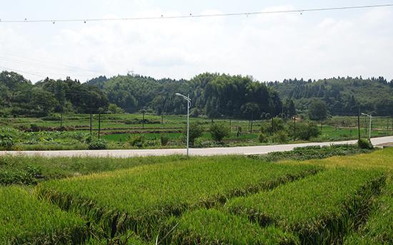 杨家位于江西历史古镇，种有大片水稻、白莲。