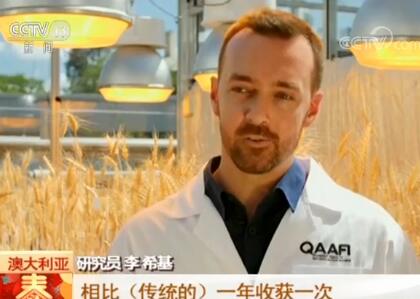 澳大利亚“速生长”技术 让小麦一年可收获六次