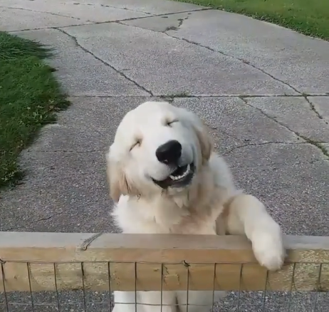 表情也十分夸张,笑得眼睛眯成了一条缝,还露出了标准的微笑牙齿.