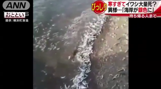 日本海岸出现诡异自然现象 鱼尸体散遍布40公里