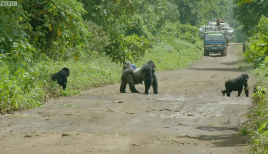 有担当！大猩猩爸爸把路堵上让全家过马路