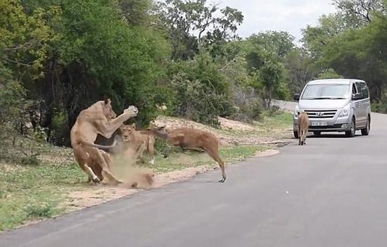 失误的代价！南非小鹿一头撞进狮群沦为盘中餐
