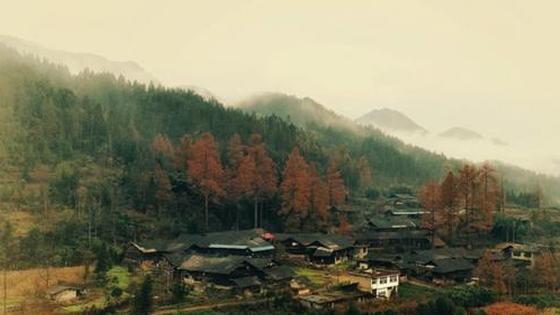 航拍湖北利川初冬水杉林 “满山尽披黄金甲”