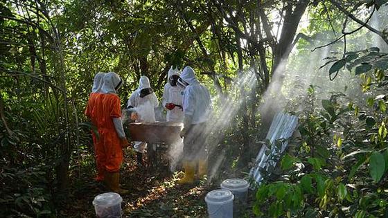 利比里亚养蜂人:非洲"杀人蜂"不好惹