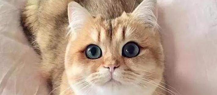 全球最美的29只猫咪