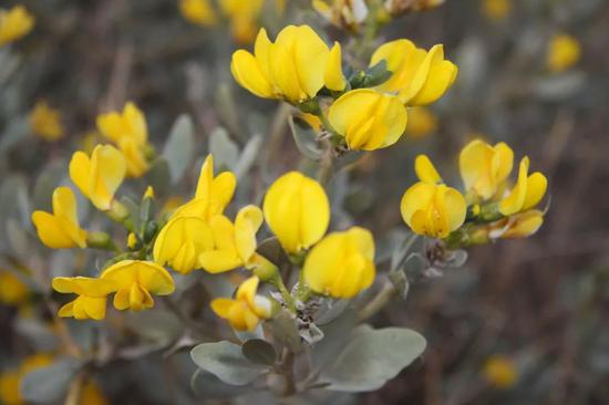 新闻频道 本地观察 > 正文      温馨提示:沙冬青,蒙古扁桃的花期为4