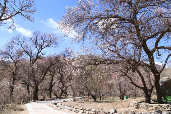 杏花搭台旅游唱戏 呼和浩特回民区乌素图杏花节开幕