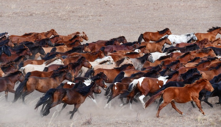爱上内蒙古在科尔沁大草原四季风情草原奔马
