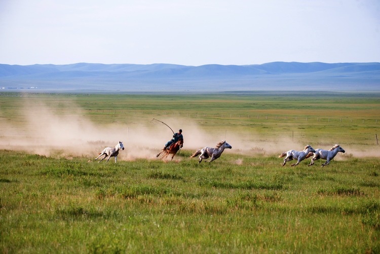 爱上内蒙古在科尔沁大草原四季风情草原奔马