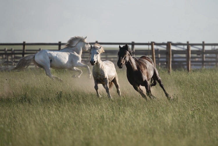 爱上内蒙古在科尔沁大草原四季风情草原奔马