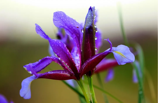 倾听内蒙古:鄂尔多斯乌审旗马兰花开等你来