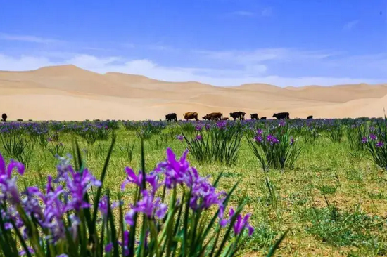 倾听内蒙古:鄂尔多斯乌审旗马兰花开等你来