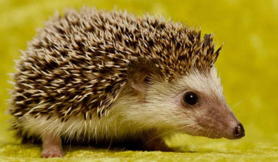 湖北孝感金龟刺猬养殖技巧,提供技术