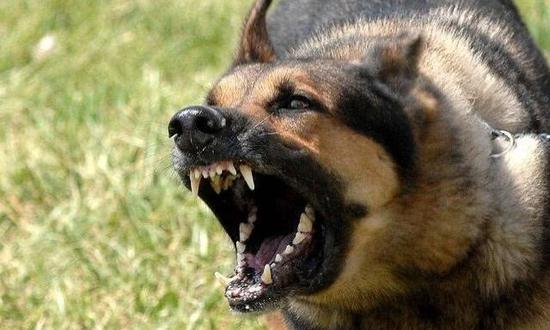 怕狗咬人?狗儿畏超声波驱狗器教你这样做