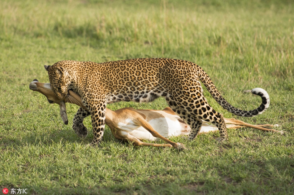 非洲花豹捕食羚羊后仰式扑倒尽显不凡身手