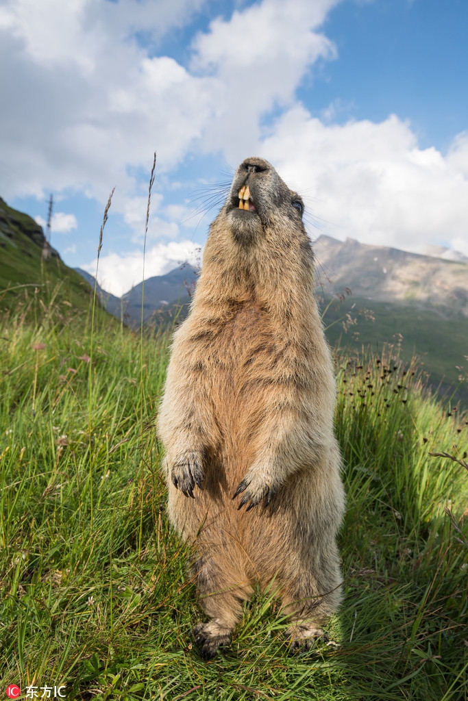 一大波表情包来袭!近距离拍土拨鼠爆笑日常