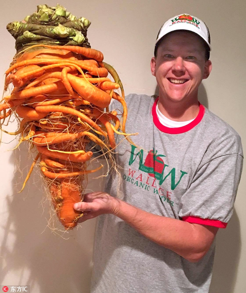 世界最大胡萝卜重20斤状如树怪