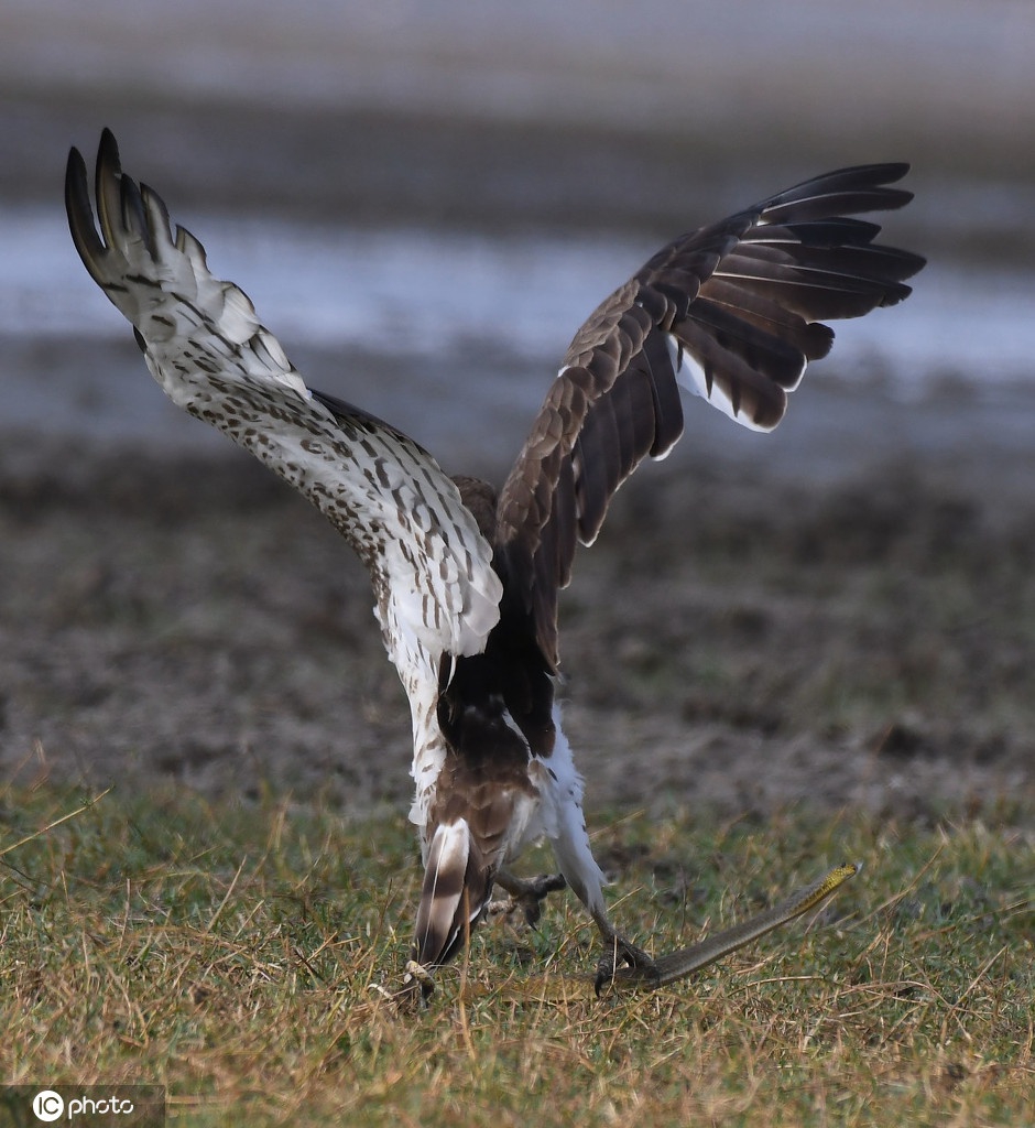 大自然的法则!老鹰捕蛇全过程