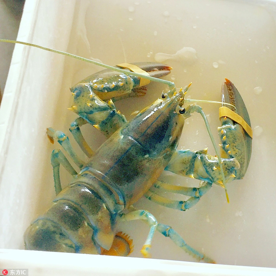 但就在箱底,travis发现一只棉花糖一样的龙虾,它身上特有的白色,蓝色